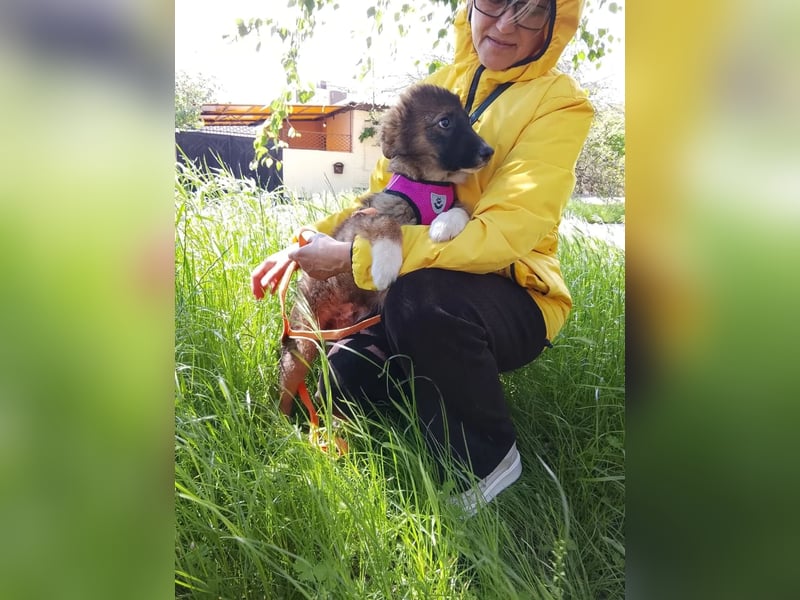Mishka - Liebenswerter Junghund sucht seine Herzensmenschen