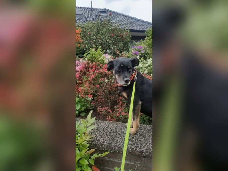 Kleine verrückte Maus sucht ihr Für-immer-Zuhause