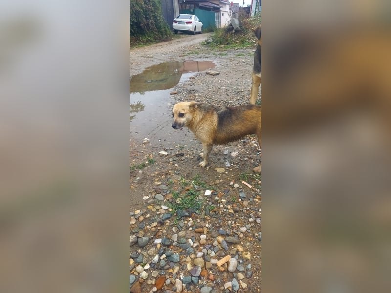 Kukla sucht ein warmes Zuhause