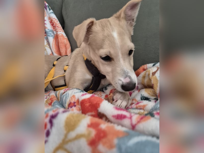 Gigino: kleiner Fratz sucht Kuschelplatz