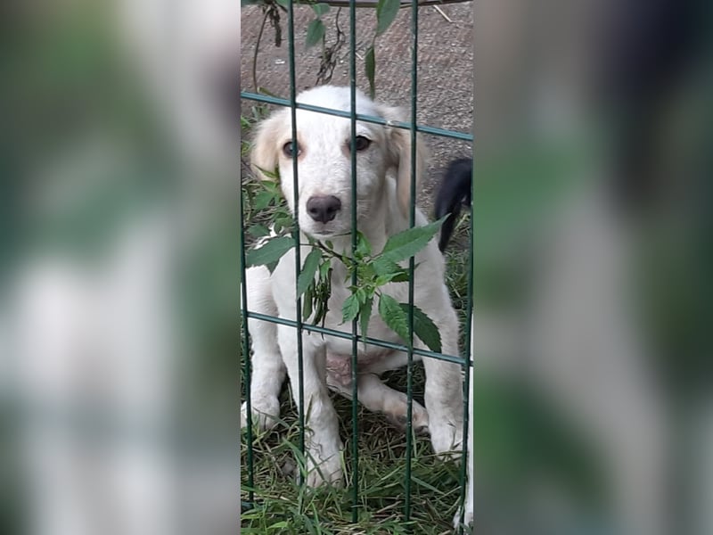 Sirius, lieber verspielte Hundejunge sucht seine Menschen