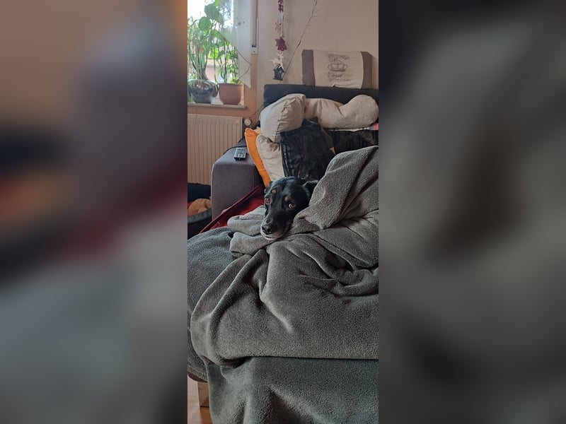 Kleine verrückte Maus sucht ihr Für-immer-Zuhause