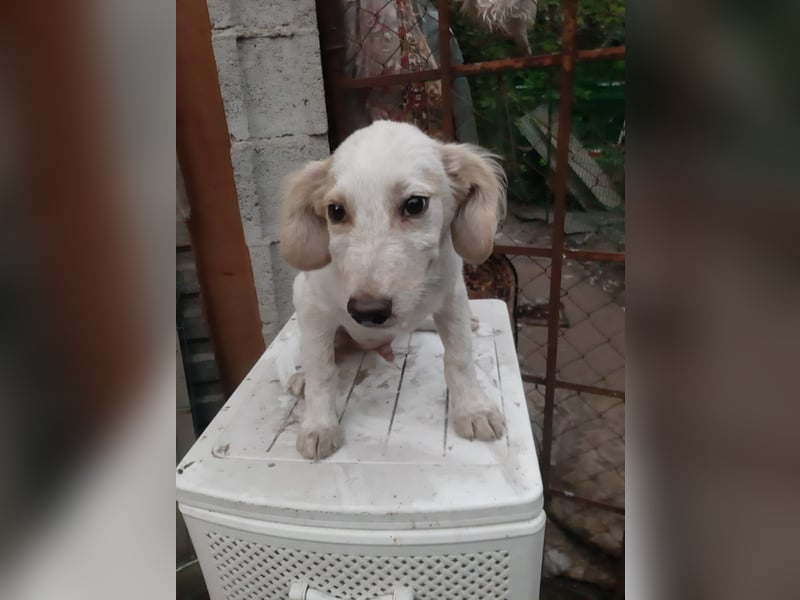 Sirius, lieber verspielte Hundejunge sucht seine Menschen