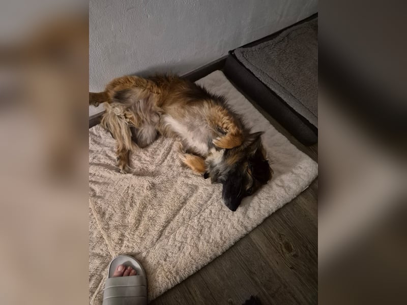 Koda – kleiner Wuschelkopf mit großem Charakter sucht erfahrene Menschen
