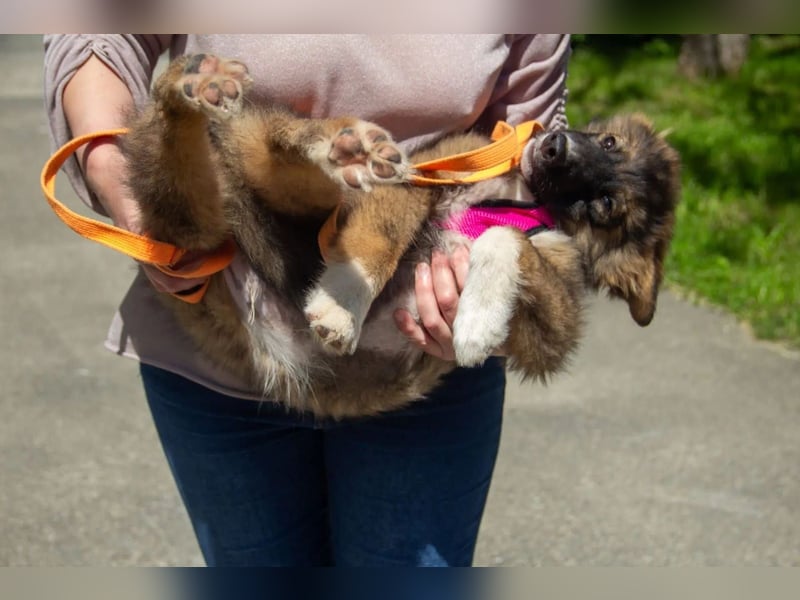 Mishka - Liebenswerter Junghund sucht seine Herzensmenschen