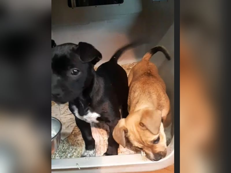 Frieda möchte ein für immer Zuhause