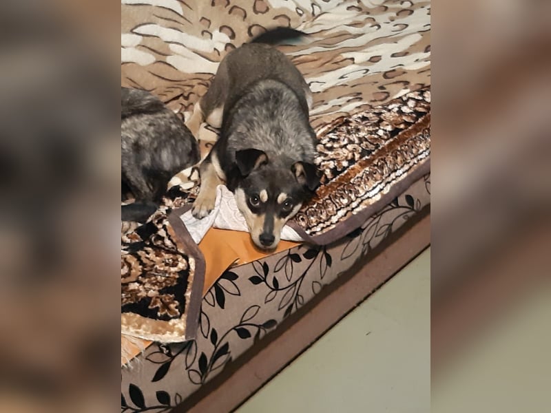 Mia  - Herzenshund sucht ihre Menschen!