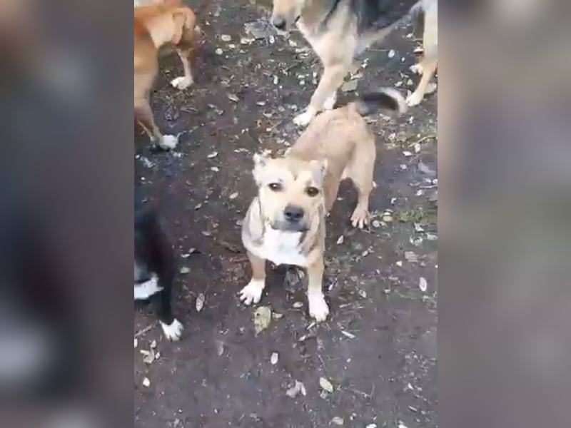 Frieda möchte ein für immer Zuhause