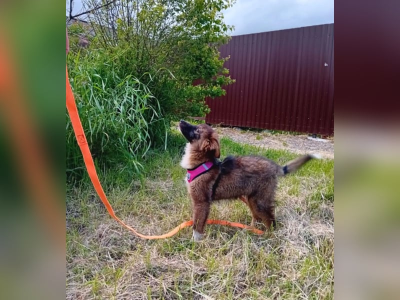 Mishka - Liebenswerter Junghund sucht seine Herzensmenschen