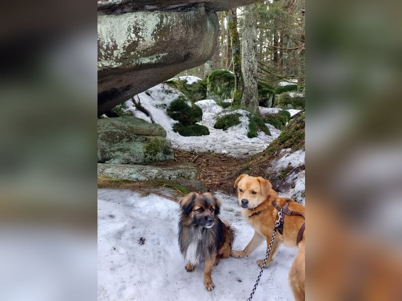 Koda – kleiner Wuschelkopf mit großem Charakter sucht erfahrene Menschen