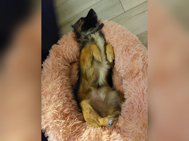 Koda – kleiner Wuschelkopf mit großem Charakter sucht erfahrene Menschen
