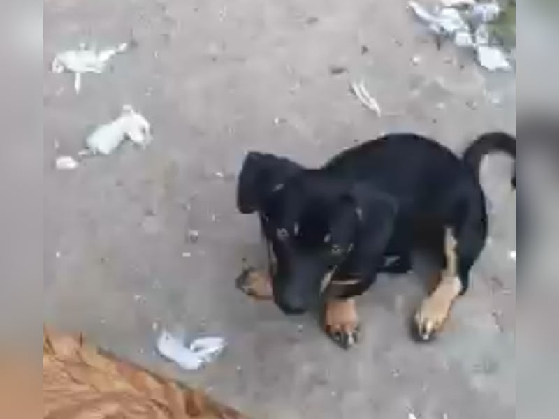 Amanda - Liebevolle kleine Hundedame sucht ihr Glück