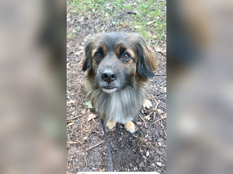 Koda – kleiner Wuschelkopf mit großem Charakter sucht erfahrene Menschen
