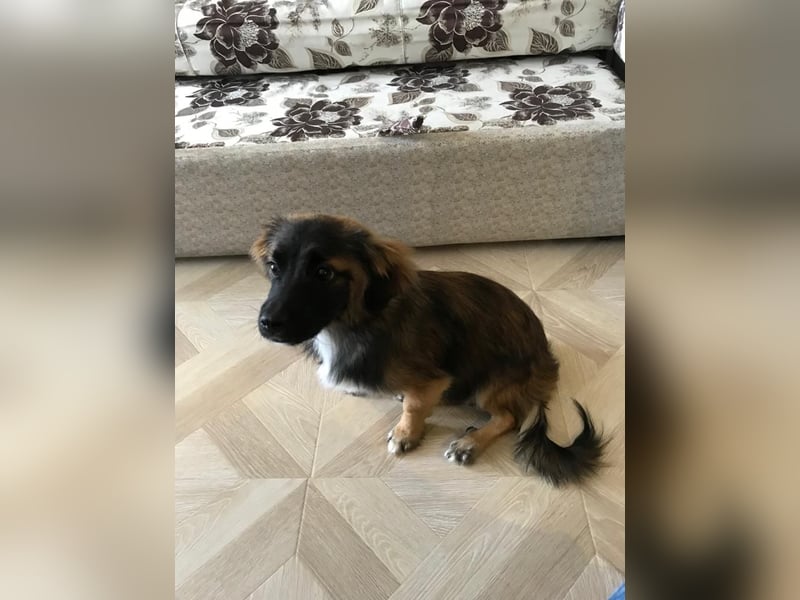 Koda – kleiner Wuschelkopf mit großem Charakter sucht erfahrene Menschen
