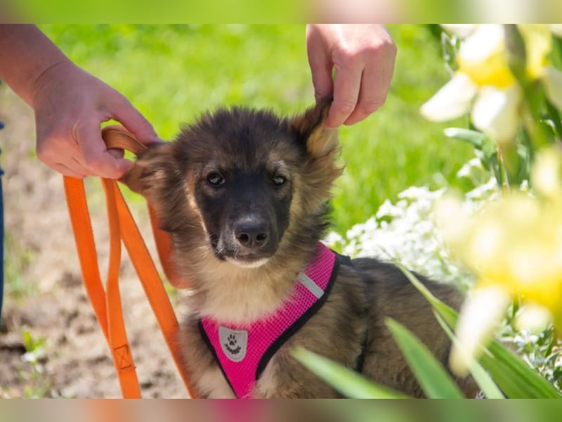 Mishka - Liebenswerter Junghund sucht seine Herzensmenschen