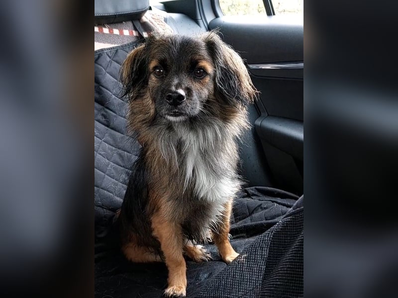 Koda – kleiner Wuschelkopf mit großem Charakter sucht erfahrene Menschen