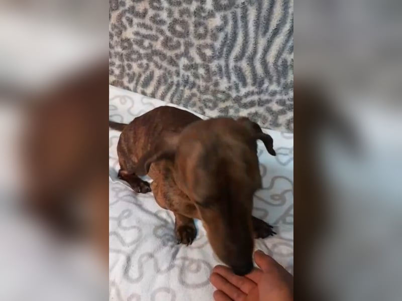 Dackelmix in Sonderlackierung sucht sein Zuhause