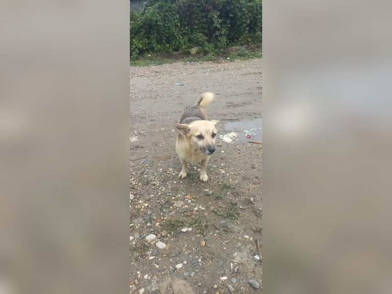 Kukla sucht ein warmes Zuhause