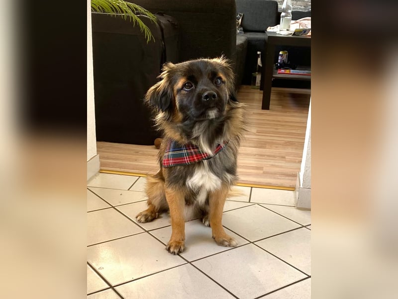 Koda – kleiner Wuschelkopf mit großem Charakter sucht erfahrene Menschen