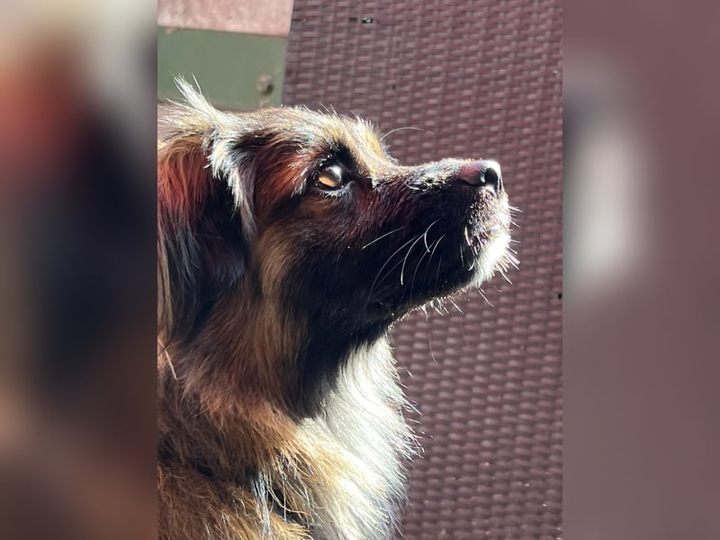 Koda – kleiner Wuschelkopf mit großem Charakter sucht erfahrene Menschen