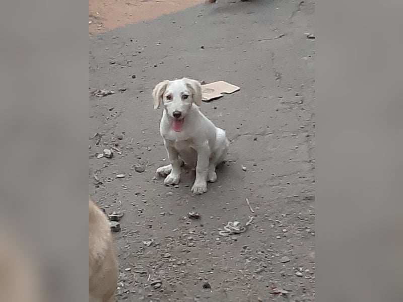 Sirius, lieber verspielte Hundejunge sucht seine Menschen