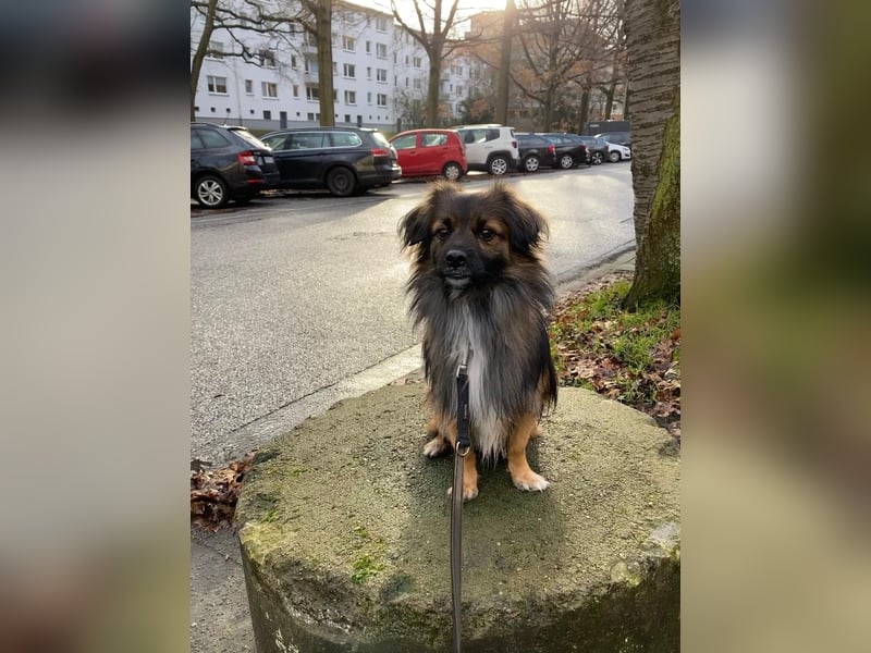 Koda – kleiner Wuschelkopf mit großem Charakter sucht erfahrene Menschen