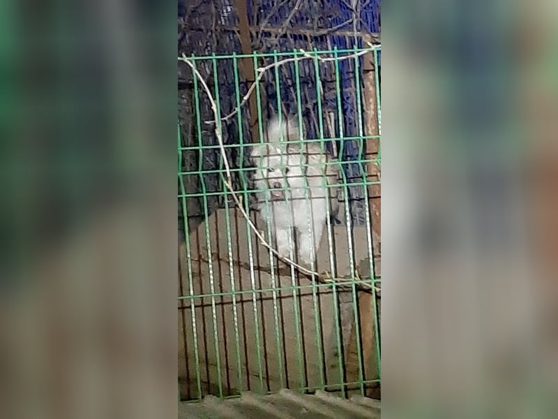 Maiko– entzückendes Hundemädchen sucht ihr Glück