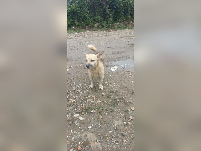 Kukla sucht ein warmes Zuhause