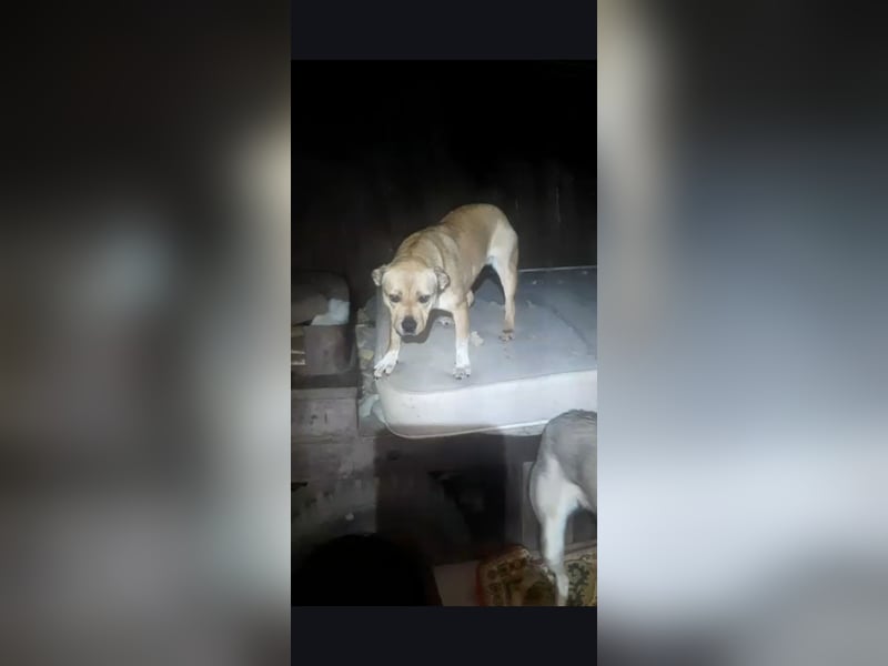 Frieda möchte ein für immer Zuhause