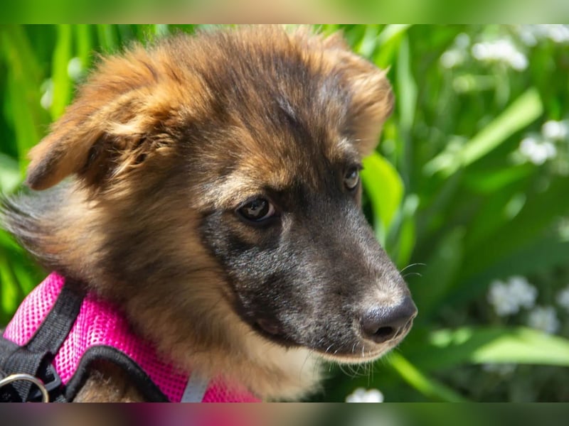 Mishka - Liebenswerter Junghund sucht seine Herzensmenschen