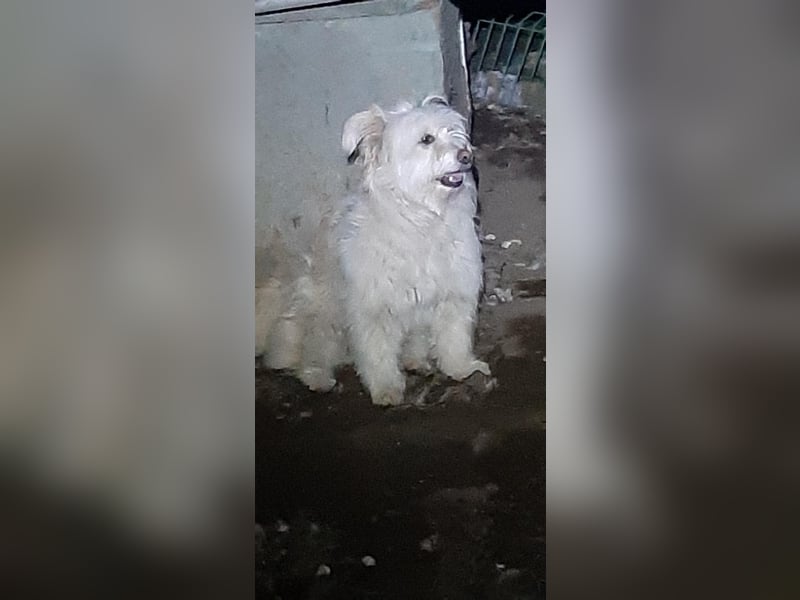 Maiko– entzückendes Hundemädchen sucht ihr Glück