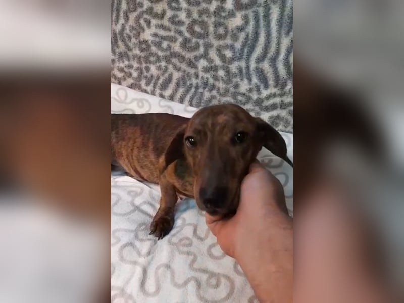 Dackelmix in Sonderlackierung sucht sein Zuhause