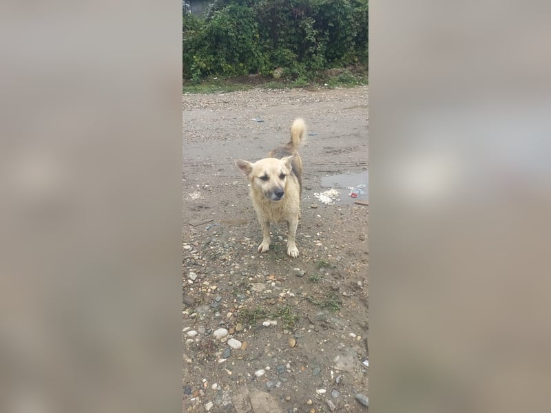 Kukla sucht ein warmes Zuhause