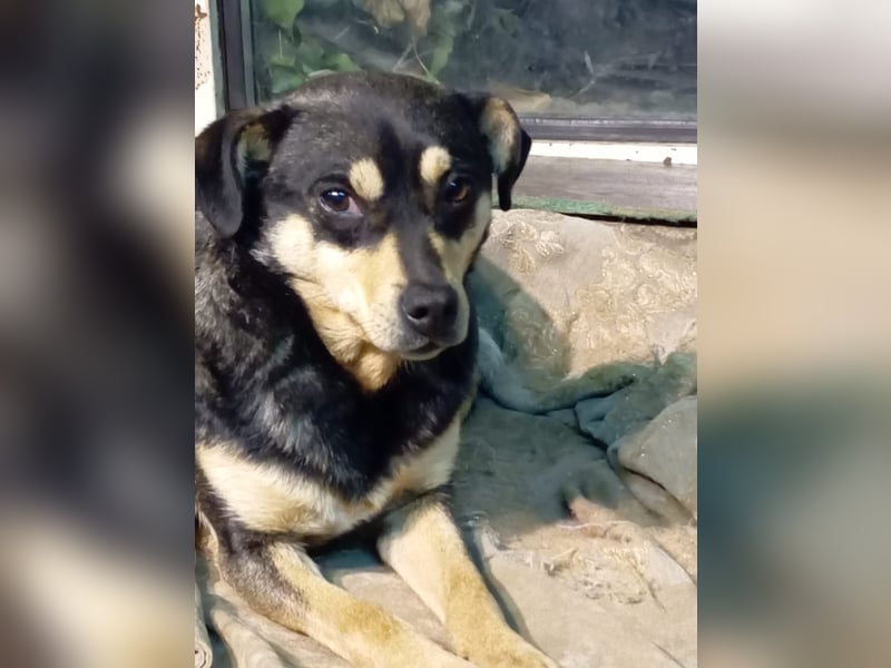 Mia  - Herzenshund sucht ihre Menschen!