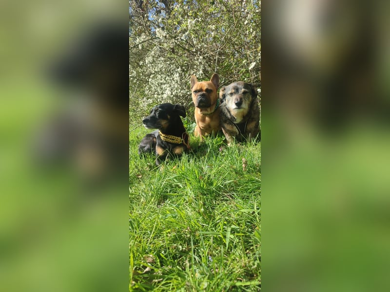 Kleine verrückte Maus sucht ihr Für-immer-Zuhause