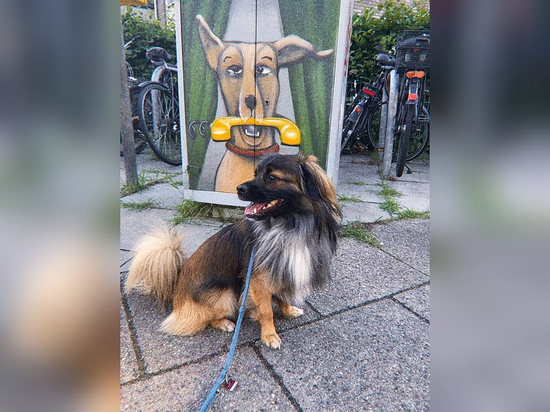 Koda – kleiner Wuschelkopf mit großem Charakter sucht erfahrene Menschen