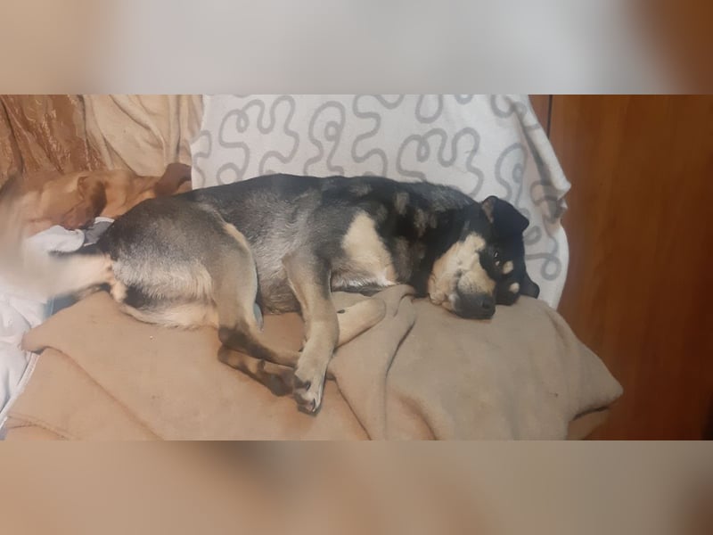 Mia  - Herzenshund sucht ihre Menschen!