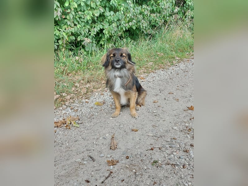 Koda – kleiner Wuschelkopf mit großem Charakter sucht erfahrene Menschen