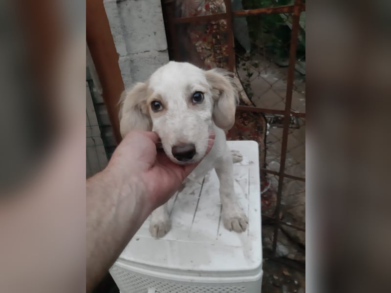 Sirius, lieber verspielte Hundejunge sucht seine Menschen