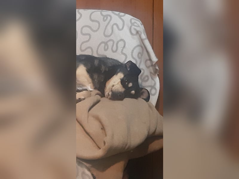 Mia  - Herzenshund sucht ihre Menschen!