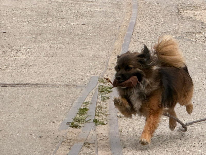 Koda – kleiner Wuschelkopf mit großem Charakter sucht erfahrene Menschen