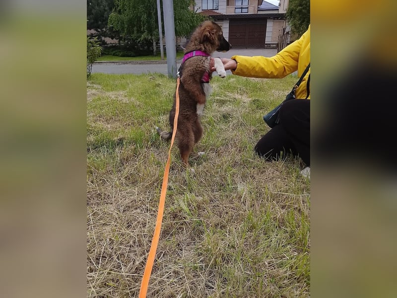 Mishka - Liebenswerter Junghund sucht seine Herzensmenschen