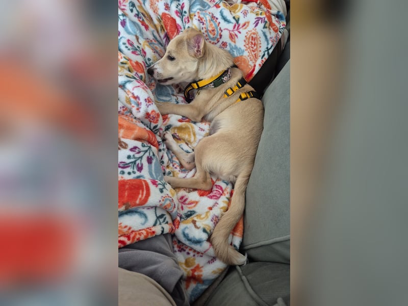 Gigino: kleiner Fratz sucht Kuschelplatz