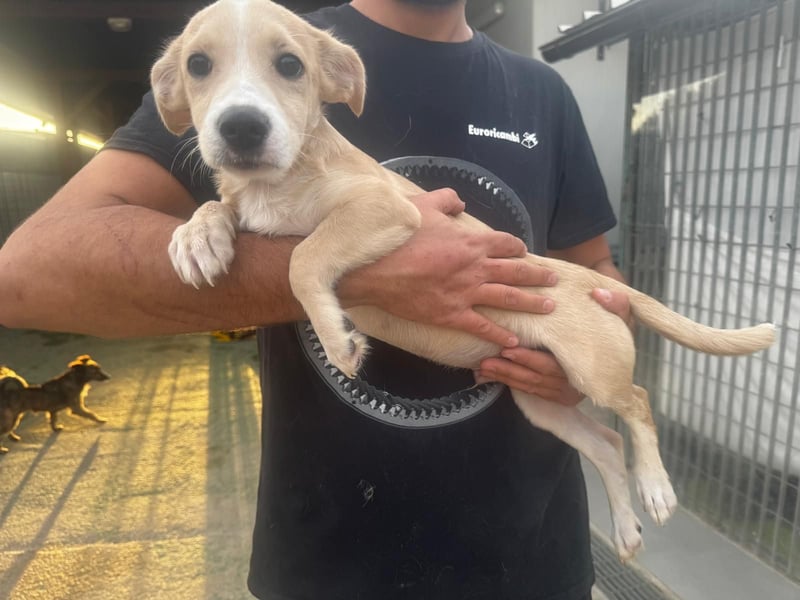 Gigino: kleiner Fratz sucht Kuschelplatz