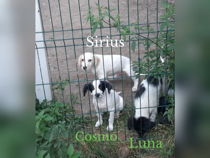 Sirius, lieber verspielte Hundejunge sucht seine Menschen