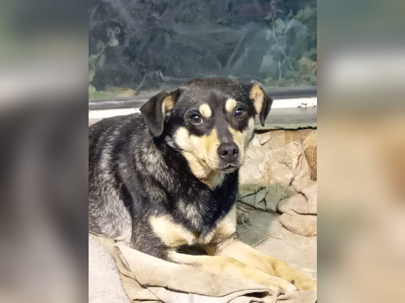 Mia  - Herzenshund sucht ihre Menschen!