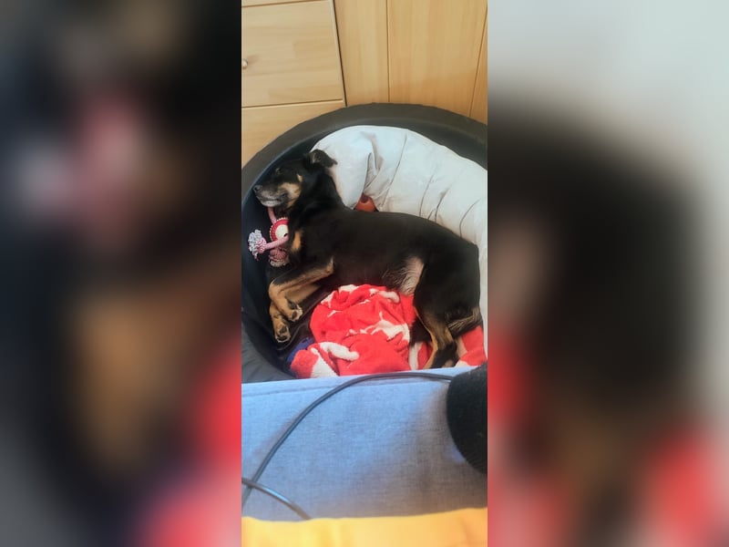 Kleine verrückte Maus sucht ihr Für-immer-Zuhause