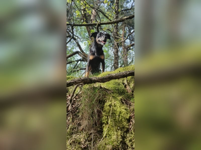 Kleine verrückte Maus sucht ihr Für-immer-Zuhause