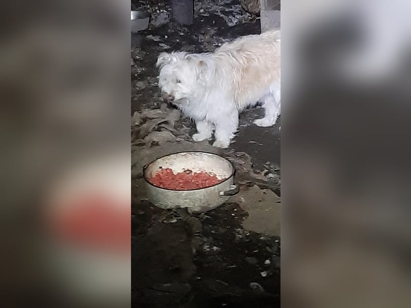 Maiko– entzückendes Hundemädchen sucht ihr Glück