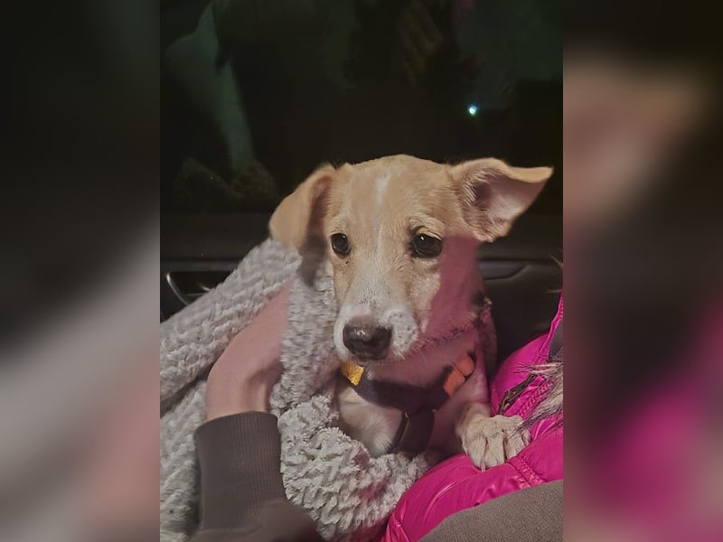 Gigino: kleiner Fratz sucht Kuschelplatz